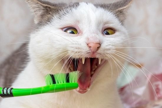 Higiene bucal dos gatos é primordial para evitar problemas graves de  saúde
