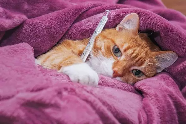 Gripe e pneumonia são doenças comuns nos gatos no inverno; saiba como protegê-los