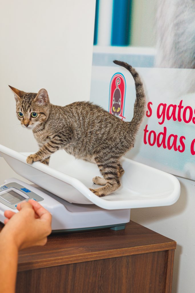 Toca dos Gatos realiza campanha de adoção neste sábado, 5