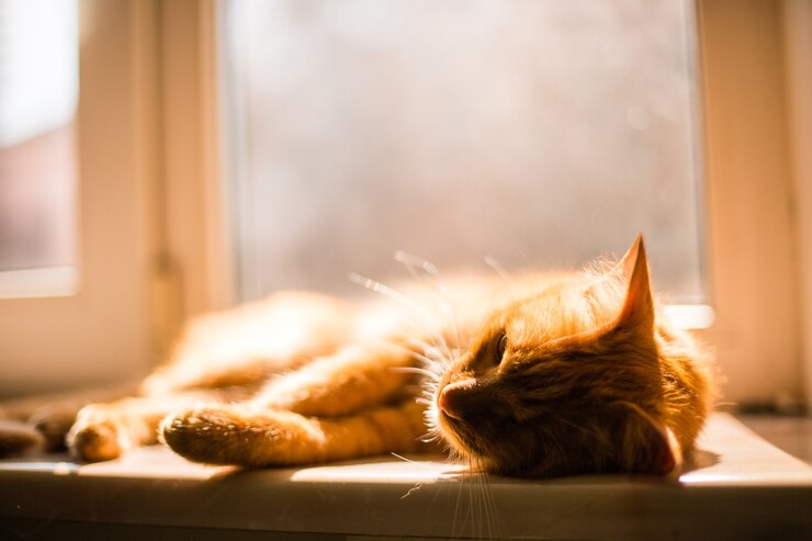 Altas temperaturas do verão podem afetar o bem-estar dos gatos