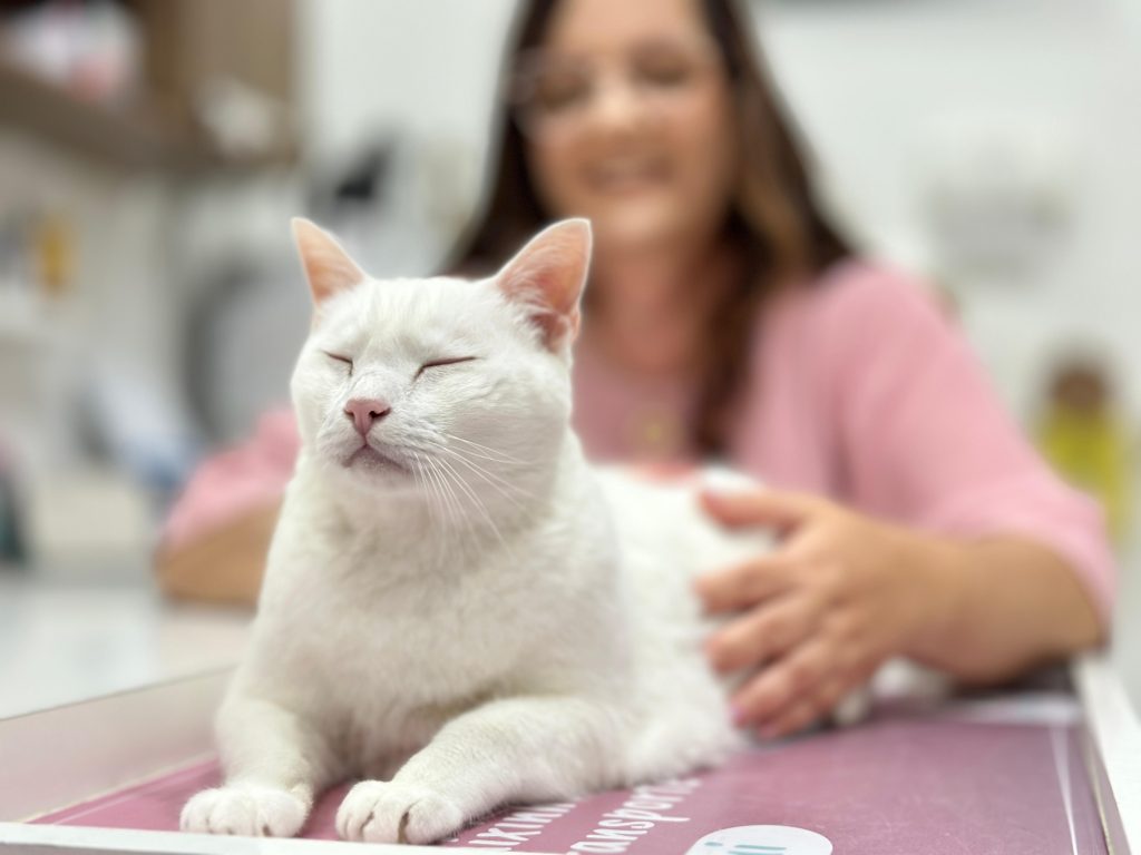 Veterinária ressalta importância dos check-ups para saúde dos gatos