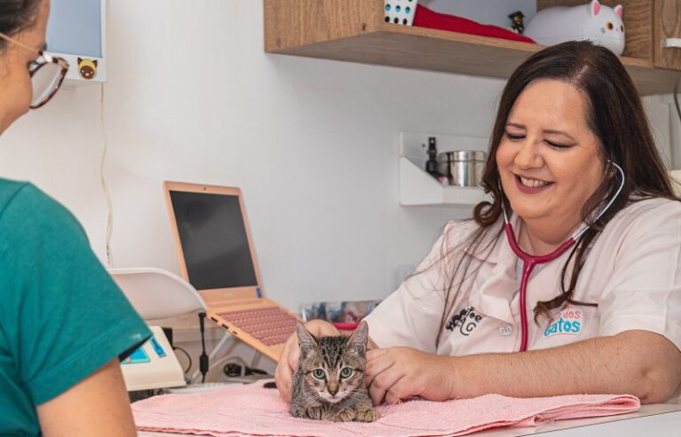 Veterinária destaca cuidados e benefícios do convívio com felinos